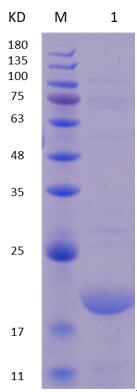 12% SDS-PAGE analysis profiles of purified NTHI1667-19-187 (CBB stained).